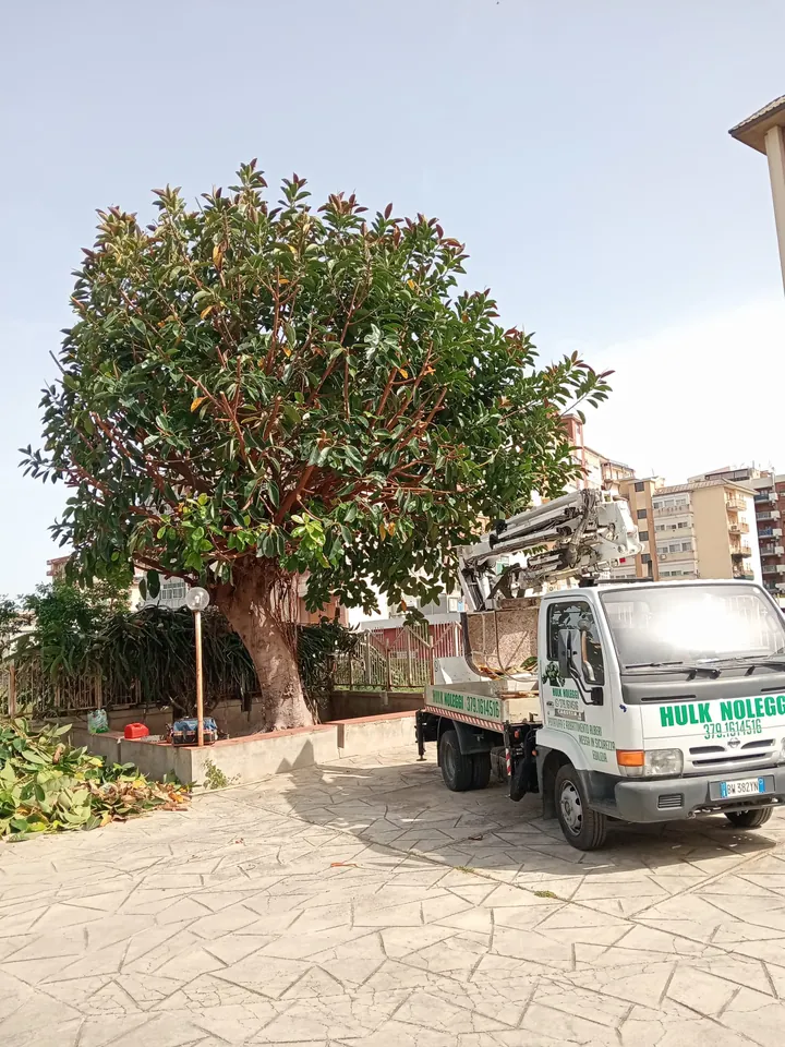 Il mezzo Hulk Noleggi col braccio bianco accanto a un grande albero appena potato; sulla portiera: potature e abbattimento alberi